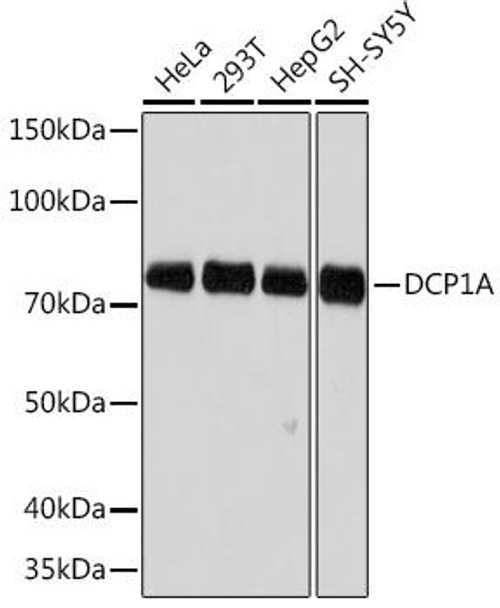 Epigenetics and Nuclear Signaling Antibodies 5 Anti-DCP1A Antibody CAB6824