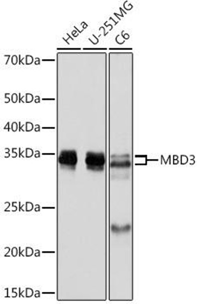 Epigenetics and Nuclear Signaling Antibodies 5 Anti-MBD3 Antibody CAB8905