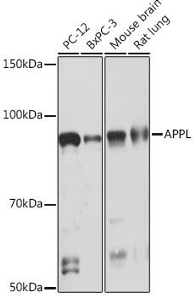 Cell Cycle Antibodies 2 Anti-APPL Antibody CAB8932