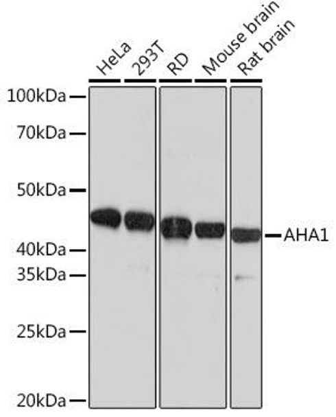 Immunology Antibodies 3 Anti-AHA1 Antibody CAB9538