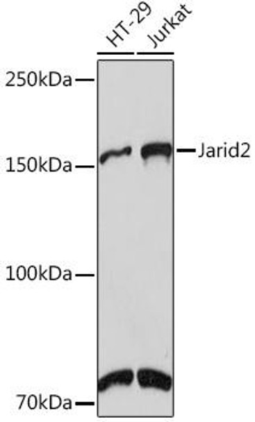 Developmental Biology Anti-Jarid2 Antibody CAB9614