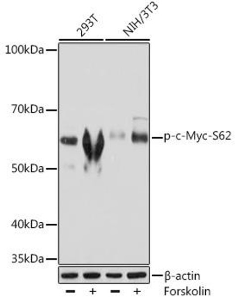 Epigenetics and Nuclear Signaling Antibodies 5 Anti-Phospho-c-Myc-S62 Antibody CABP0989