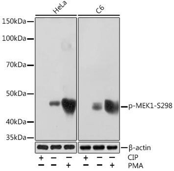 Cell Biology Antibodies 14 Anti-Phospho-MEK1-S298 Antibody CABP1020