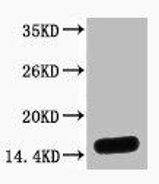 Histone H3 Antibody PACO00125