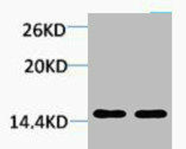 Mono-Methyl-Histone H1 Lys25 Antibody PACO00144