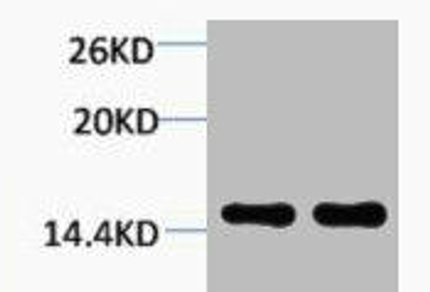 Di-Methyl-Histone H1 Lys25 Antibody PACO00145