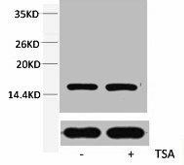 Acetyl-Histone H3 Lys79 Antibody PACO00154