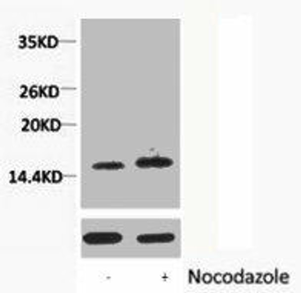 Phospho-Histone H1 Thr3 Antibody PACO00167