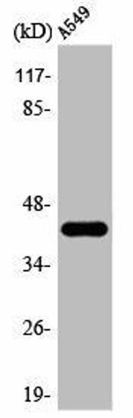 AARSD1 Antibody PACO00350