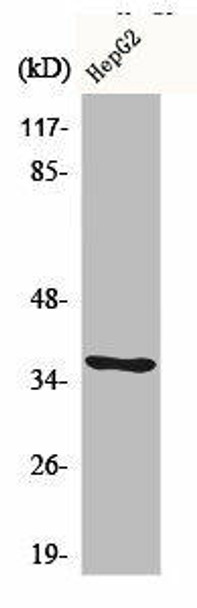 CA6 Antibody PACO00490