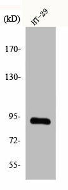 CAGE1 Antibody PACO00501