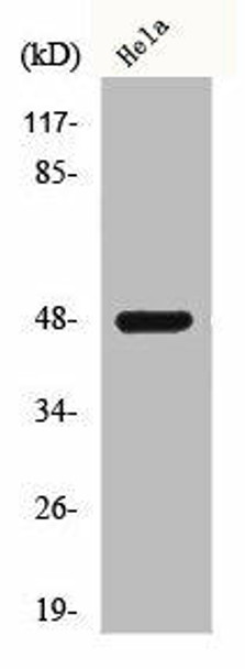 SIRPB1 Antibody PACO00549