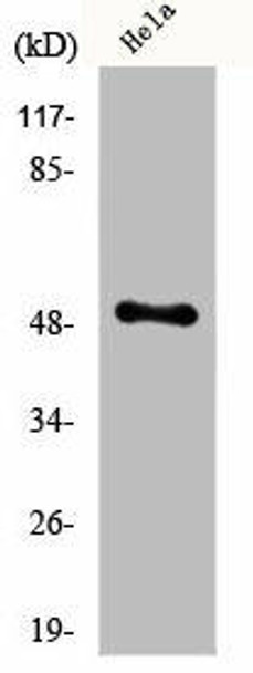 EGR1/EGR2 Antibody PACO00745