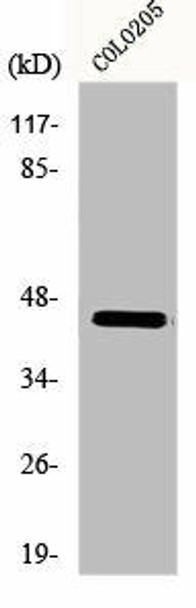 MAEA Antibody PACO00758