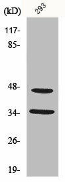 FOXB1/FOXB2 Antibody PACO00816