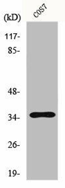 FOXL1 Antibody PACO00819