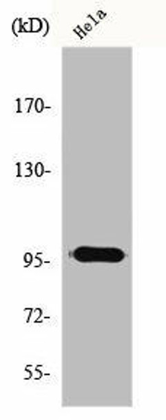 RASA3 Antibody PACO00836