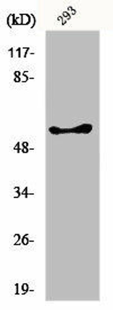 GK/GK3P Antibody PACO00856