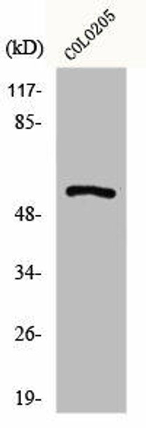 GPR176 Antibody PACO00872