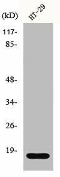 Histone H2B Antibody PACO00912