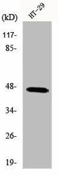 IPMK Antibody PACO00979