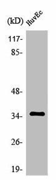 OR11G2 Antibody PACO01210