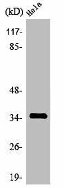 OR4K14 Antibody PACO01234