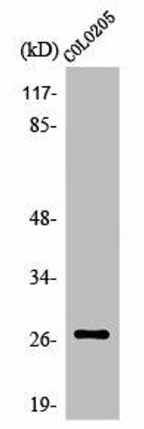 OR5D3 Antibody PACO01249