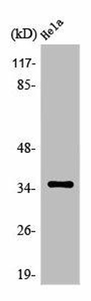 OR5F1 Antibody PACO01250