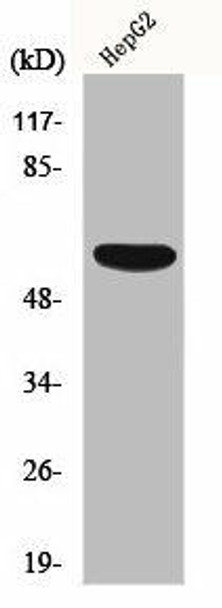 ACRBP Antibody PACO01272