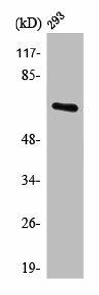 POTEG/POTEH/POTEM Antibody PACO01354