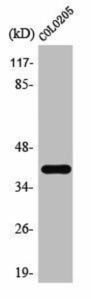 TAAR3 Antibody PACO01577