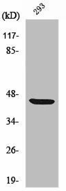 ZAR1 Antibody PACO01715