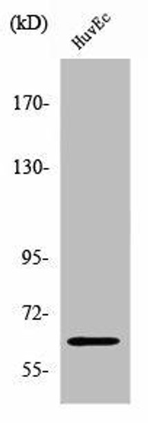 ZNF329 Antibody PACO01726