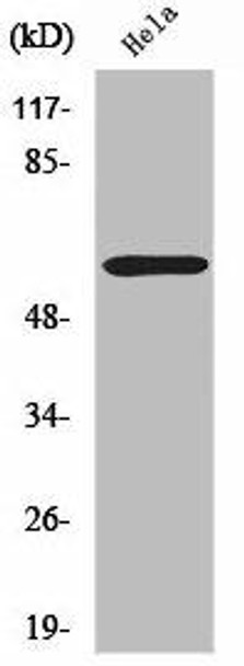 ZNF397 Antibody PACO01728