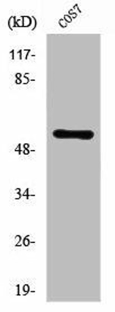 ZSCAN25 Antibody PACO01730