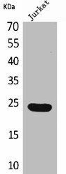 IFNE Antibody PACO02004