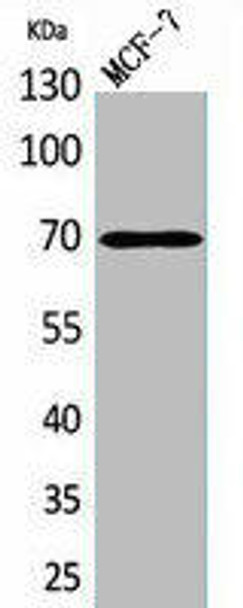 HSPA1A Antibody PACO02105