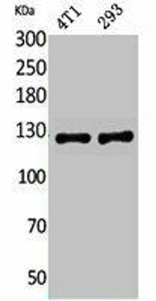 ITGAD Antibody PACO02135