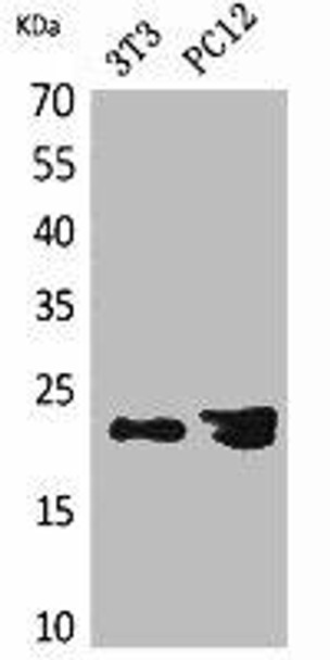 HDGFRP3 Antibody PACO02159