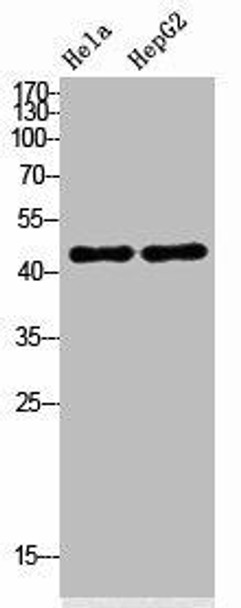 IDO2 Antibody PACO02183