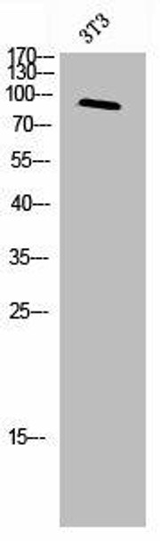 MERTK/TYRO3 Antibody PACO02320