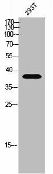 OR5I1 Antibody PACO02367