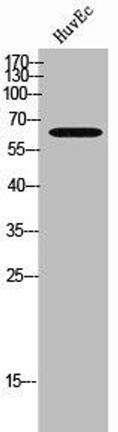 MIA2 Antibody PACO02434