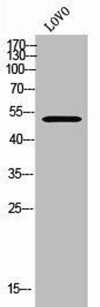FOXN4 Antibody PACO02453
