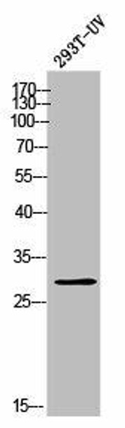 OR10T2 Antibody PACO02471