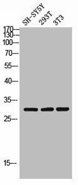 APOOL Antibody PACO02481