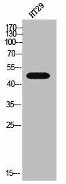 GDF7 Antibody PACO02526