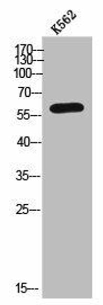 ARSK Antibody PACO02532