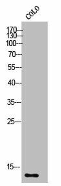 S100Z Antibody PACO02582